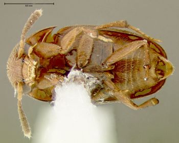 Media type: image;   Entomology 31886 Aspect: habitus ventral view